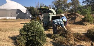 ARRANCA CAMPAÑA DE RECICLAJE Y CANJE DE PINOS NAVIDEÑOS
