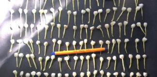DETIENEN A PRESUNTO DISTRIBUIDOR DE DROGA EN CERRITO DE JEREZ