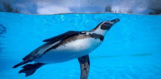 APROVECHAN MÁS DE 45 MIL LEONESES ACCESO LIBRE AL ZOO