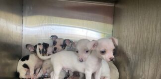 SERÁ EN EXPLORA TERCER ADOPTÓN DE MASCOTAS