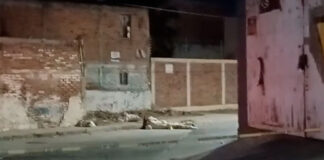 ABANDONAN CADÁVER EMBOLSADO EN LOS OLIVOS