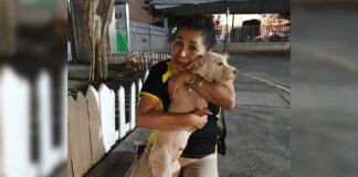 VUELVE “GALLETA” A SU HOGAR GRACIAS A PATITAS EN EL SIT