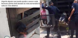 MUERE PERRITO AL ATORARSE EN PORTÓN EN LEÓN