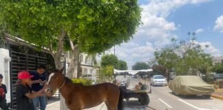 RESCATAN A YEGUA QUE USABAN PARA CARGAR COSAS EN LEÓN