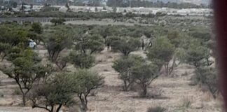 MATAN A HOMBRE Y A MUJER EN BRISAS DEL CAMPESTRE