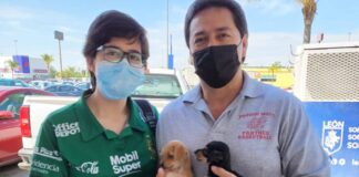 ENCUENTRAN HOGAR A 33 MASCOTAS EN ADOPTÓN