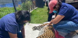 RESCATA ZOOLEÓN A FELINOS MALTRATADOS DEL SANTUARIO DEL AJUSCO