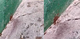 AFICIONADA DENUNCIA HORMIGUERO EN SUS ASIENTOS DE FIERABONO