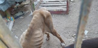 MULTAN A DUEÑO QUE MALTRATABA A PERRITOS EN LEÓN