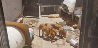 MULTAN A LEONÉS CON 21 MIL PESOS POR MALTRATAR A 12 MASCOTAS
