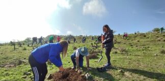 PLANTAN 5 MIL 500 ÁRBOLES EN SIERRA DE LOBOS