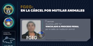 MULITABA ANIMALES Y LES PONÍA PEGAMENTO A PERRITOS; ES DETENIDO