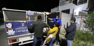 RESCATAN A TRES PERRITOS MALTRATADOS EN JOYAS DE CASTILLA