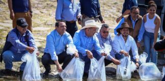 SIEMBRAN CRIAS DE PECES EN PRESA EL PALOTE EN FAVOR DE PESCADORES