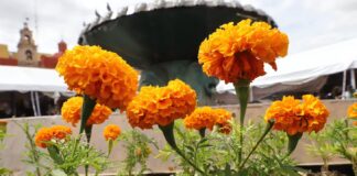 EMBELLECEN LEÓN CON FLORES DE CEMPASÚCHIL