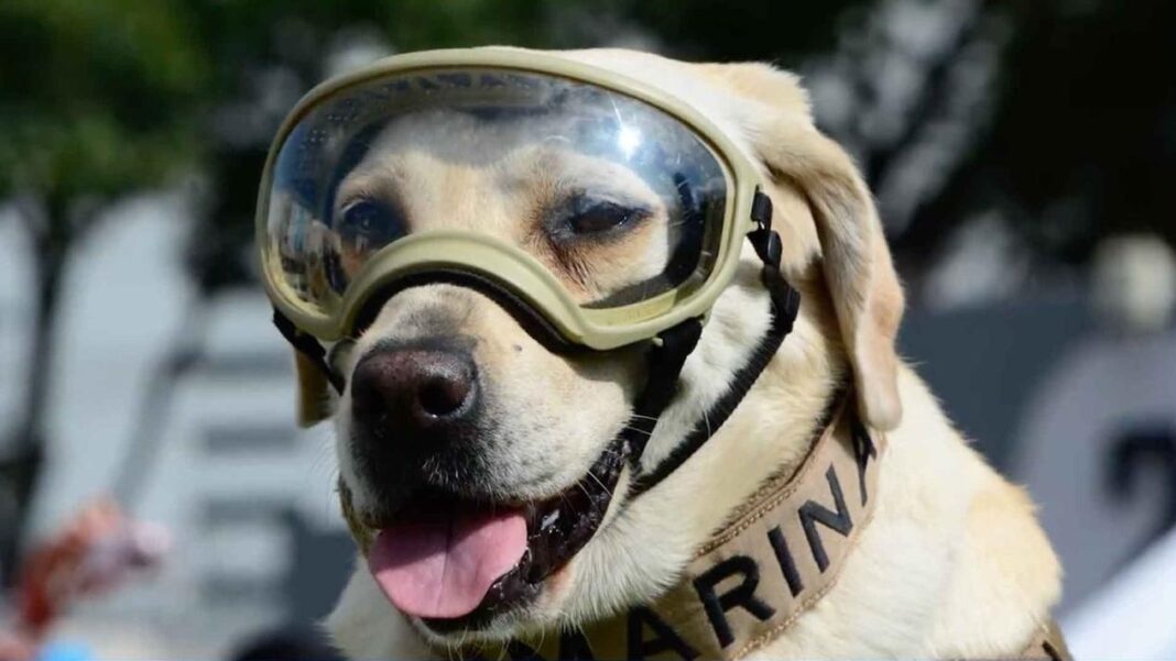 Frida Perrita Rescatista de la Marina