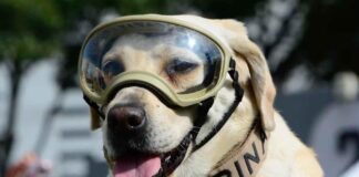 FALLECE FRIDA LA PERRITA RESCATISTA