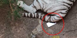 INTENTA TOMAR FOTO A TIGRES Y PIERDE SU CELULAR EN ZOO LEÓN