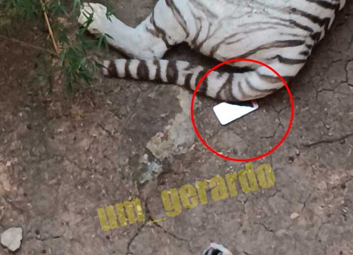 No-entendemos-cae-celular-jaula-tigres