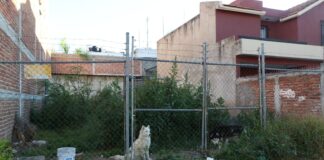 MULTAN A 78 LEONESES POR MALTRATAR A SUS MASCOTAS