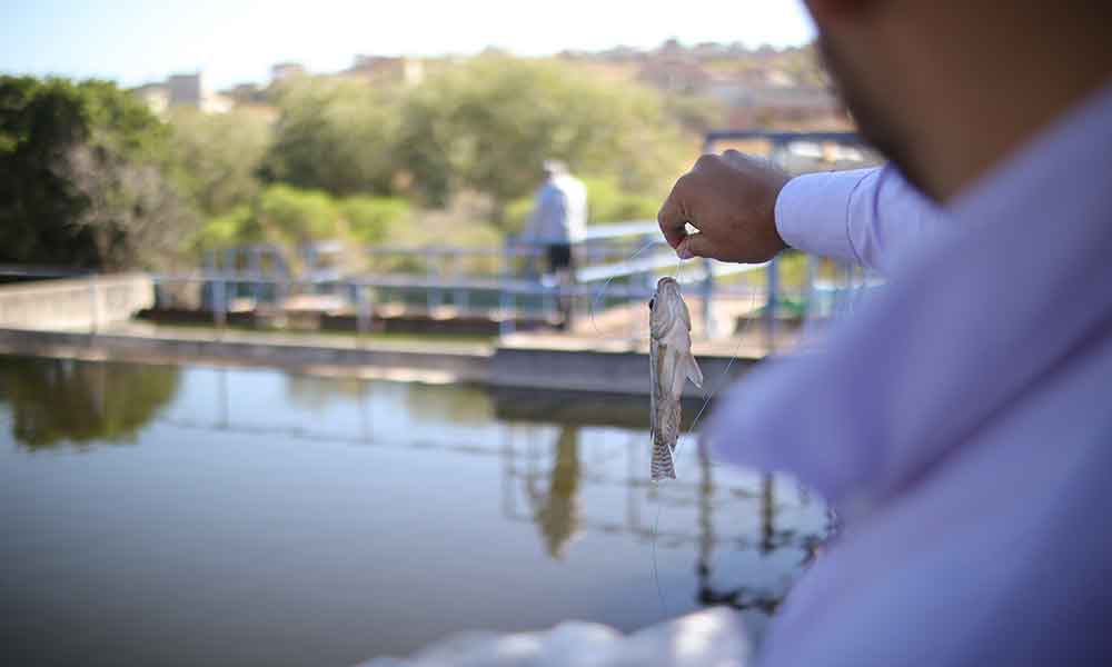 Peces-sapal-dona