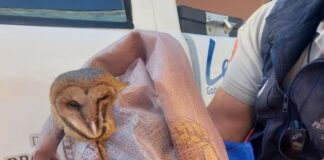RESCATAN A LECHUZA ATRAPADA EN UNA CASA EN LEÓN