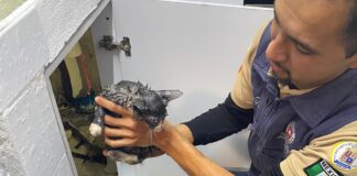 RESCATAN A GATITO QUE ESTABA ATORADO EN TUBERÍA EN LEÓN I