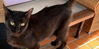 MULTAN A CONDUCTOR QUE ATROPELLÓ AL GATITO “BECKER”