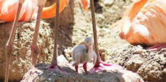 NACE EL PRIMER FLAMENCO AMERICANO EN EL ZOOLÓGICO DE LEÓN