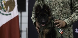 LLEGA A MÉXICO PERRITO DONADO POR TURQUÍA