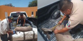 RESCATAN A VENADO QUE LLEGÓ HERIDO A DOMICILIO EN LEÓN