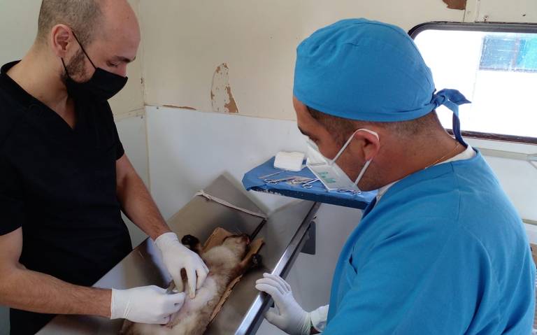 ESTERILIZACIÓN
