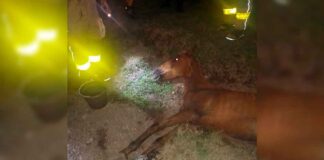 ABANDONAN CABALLO EN SANTO DOMINGO; AUTORIDADES LO RESCATAN