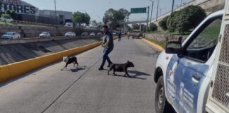 RESGUARDAN 12 PERROS RELACIONADOS A TRES ATAQUES EN SAN JERÓNIMO