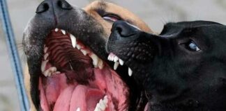 DIEZ PERROS ATACAN Y MUERDEN A HOMBRE EN SAN JUAN BOSCO