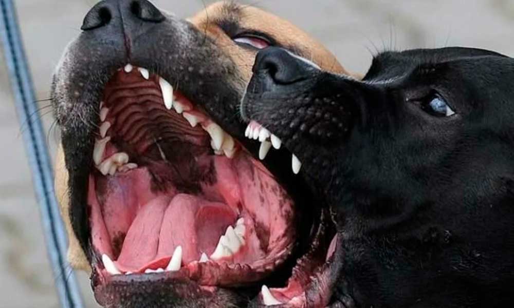 atacan-perros-persona-san-juan-bosco