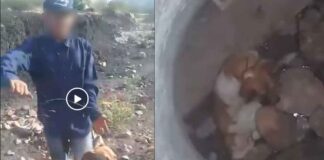 JÓVENES LANZAN A PERRITA A POZO EN BRISAS DEL CAMPESTRE