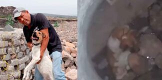 RESCATAN A PERRITA QUE LANZARON A POZO EN BRISAS DEL CAMPESTRE