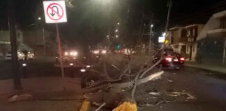 CAEN OTROS 25 ÁRBOLES TRAS FUERTES VIENTOS EN LEÓN