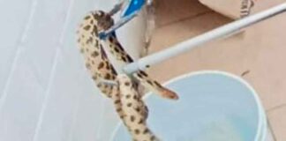 ENCUENTRAN SERPIENTE EN PRIMARIA DE LEÓN