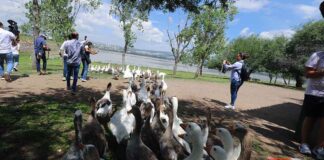 REGRESAN AL AGUA DE LA PRESA DEL PALOTE 140 GANSOS