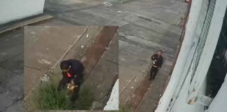 (VIDEO) CAPTAN A HOMBRE ROBANDOSE ÁRBOL DE MANGOS EN LINDAVISTA