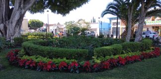 ADORNAN LA CIUDAD CON MÁS DE 8 MIL NOCHEBUENAS