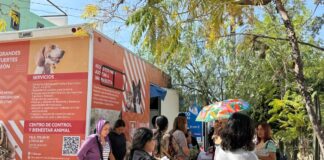 REGISTRA LEÓN MÁS DE 93 MIL ESTERILIZACIONES DE MASCOTAS
