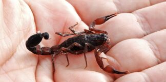 AUMENTARAN PICADURAS DE ALACRÁN EN TEMPORADA DE CALOR