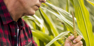 LEGISLADORES EXIGEN JUSTICIA PARA EL CAMPO Y PAGOS PENDIENTES A PRODUCTORES EN GTO