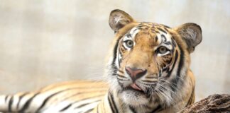 LEÓN BUSCA CONVERTIR SU ZOOLÓGICO EN EL MEJOR DEL PAÍS