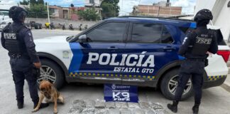 UNIDAD CANINA K9 FRUSTRA ENVÍO DE DROGAS EN EMPRESA DE PAQUETERÍA EN LEÓN