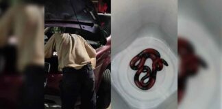 ENCUENTRA SERPIENTE EN SU CAMIONETA EN SANTO DOMINGO