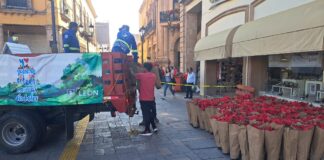 LEÓN SE PINTA DE ROJO: INSTALARÁN CASI 13 MIL NOCHEBUENAS EN ESPACIOS PÚBLICOS